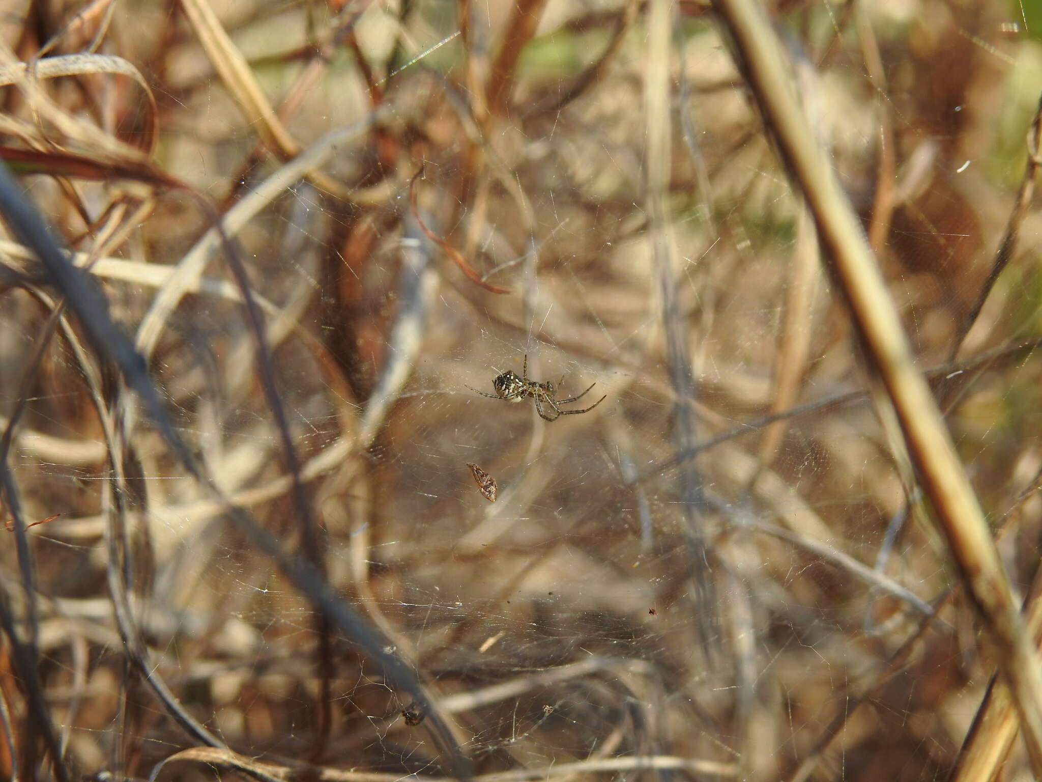 Image of Cyrtobill darwini Framenau & Scharff 2009