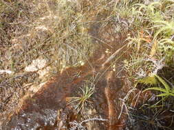 Image of Utricularia chrysantha R. Br.