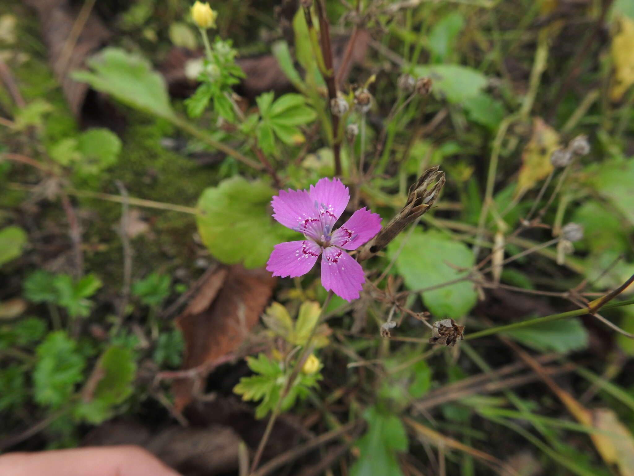 Слика од Dianthus deltoides L.