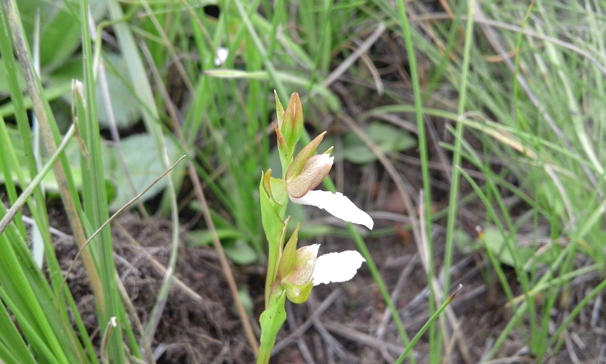 Image de Neobolusia tysonii (Bolus) Schltr.