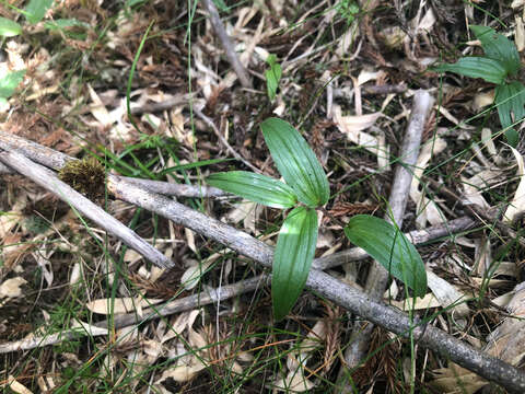 Слика од Maianthemum formosanum (Hayata) La Frankie