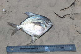 Image of American Harvestfish