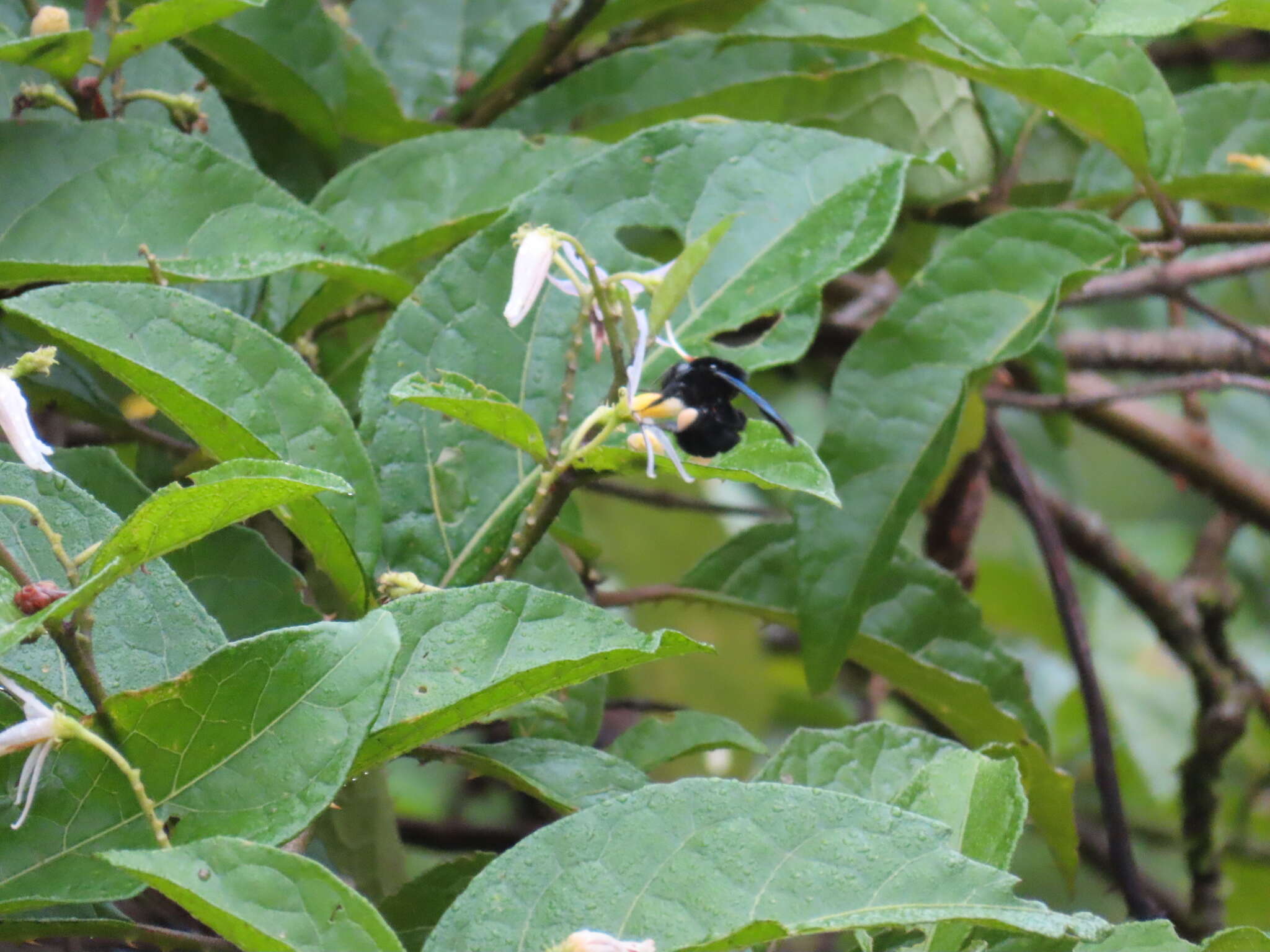 Image of Bombus pullatus Franklin 1913