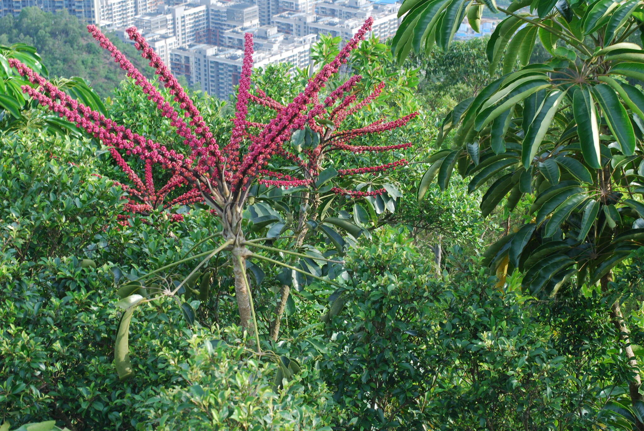 Image of Heptapleurum actinophyllum (Endl.) Lowry & G. M. Plunkett