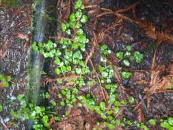 Plancia ëd Chrysosplenium glechomifolium Nutt. ex Torr. & Gray