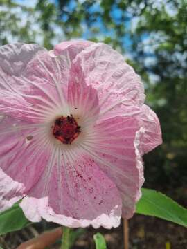 Hibiscus splendens Fras. ex R. Grah.的圖片