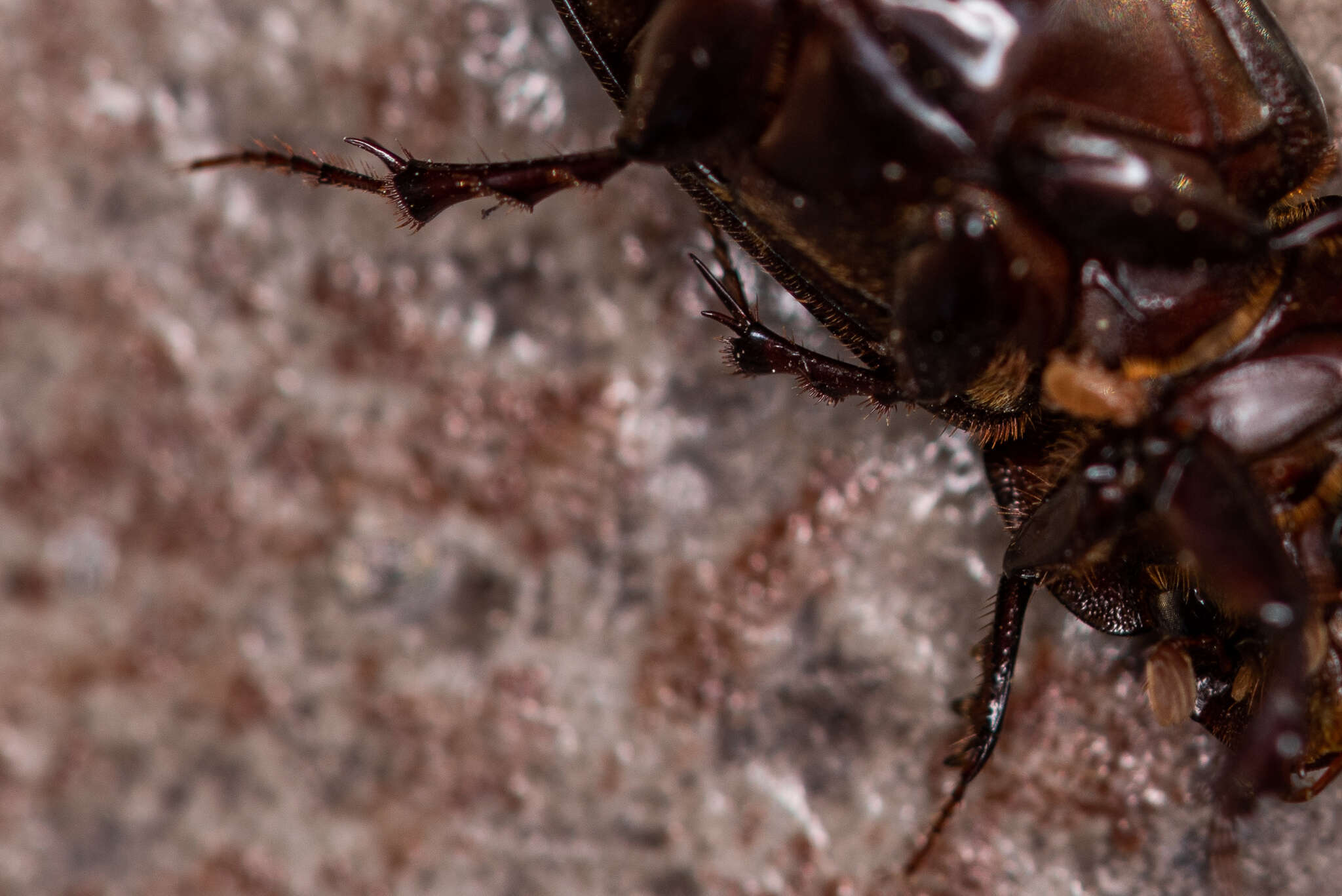 Image of Night-flying Dung Beetle