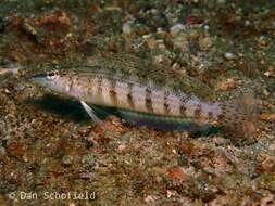 Image of Nosestripe grubfish