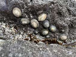 Image of black limpet