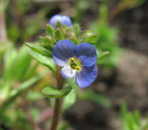 Image of Veronica acinifolia L.