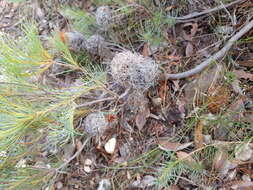 Imagem de Banksia sphaerocarpa R. Br.