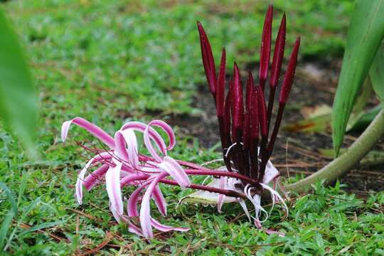 Image of Crinum amabile Donn ex Ker Gawl.