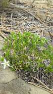 Image of Hooker's sandwort