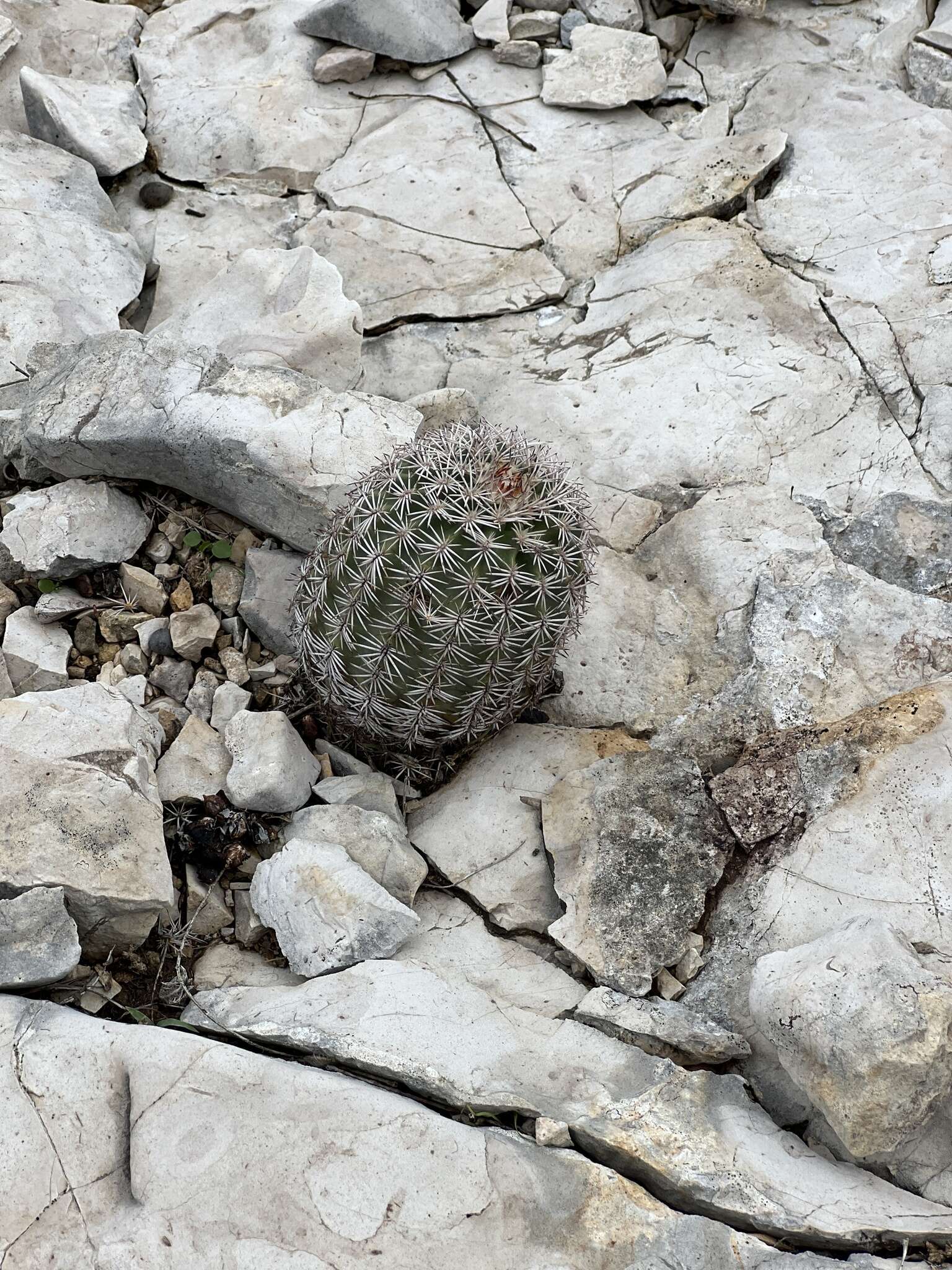 Image de Echinocereus pectinatus subsp. wenigeri (L. D. Benson) W. Blum & Rutow