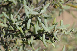 Image of Suaeda divaricata Moq.