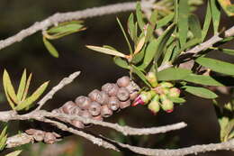 Imagem de Callistemon wimmerensis Marriott & G. W. Carr