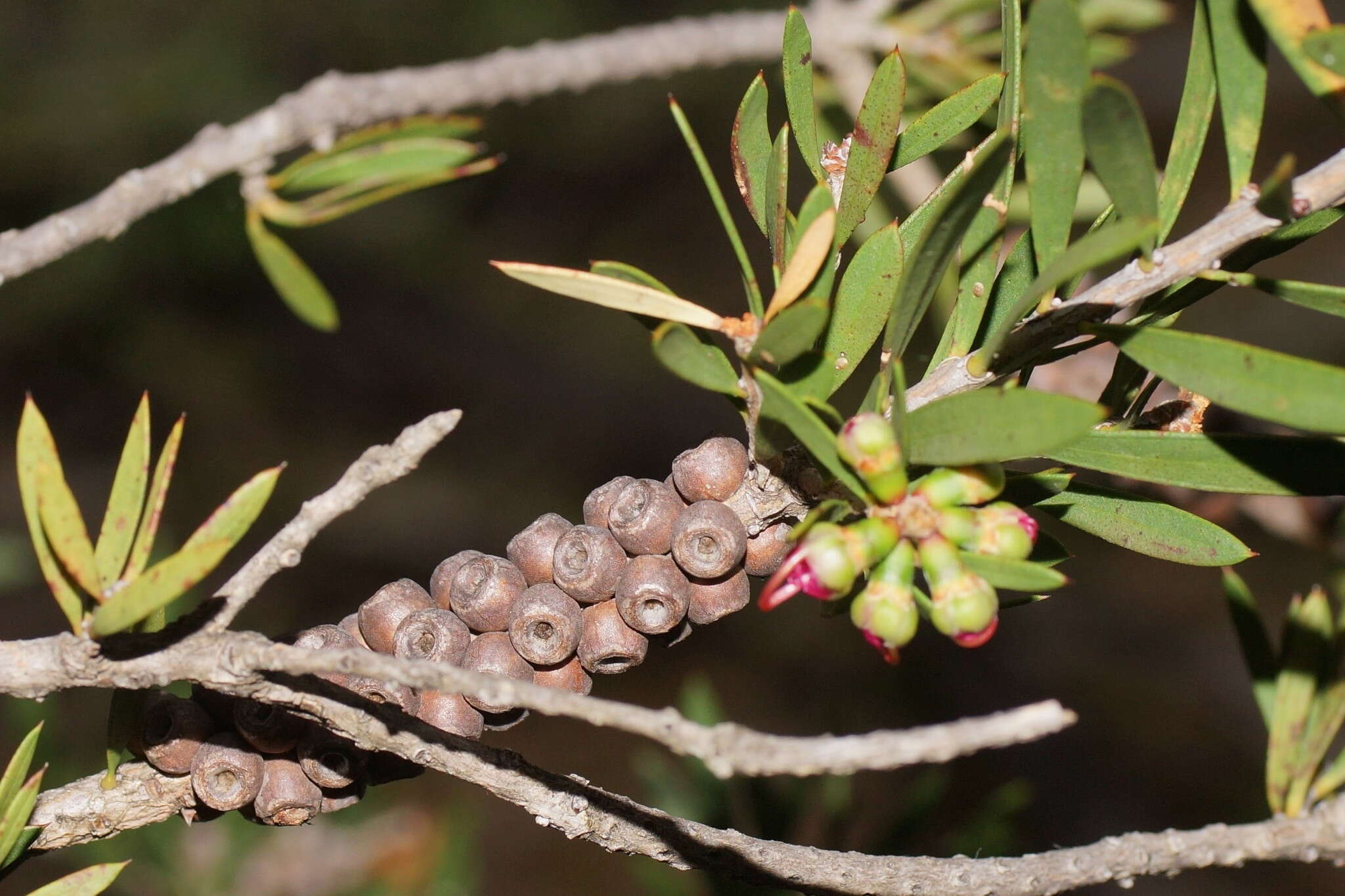 Image of Callistemon wimmerensis Marriott & G. W. Carr