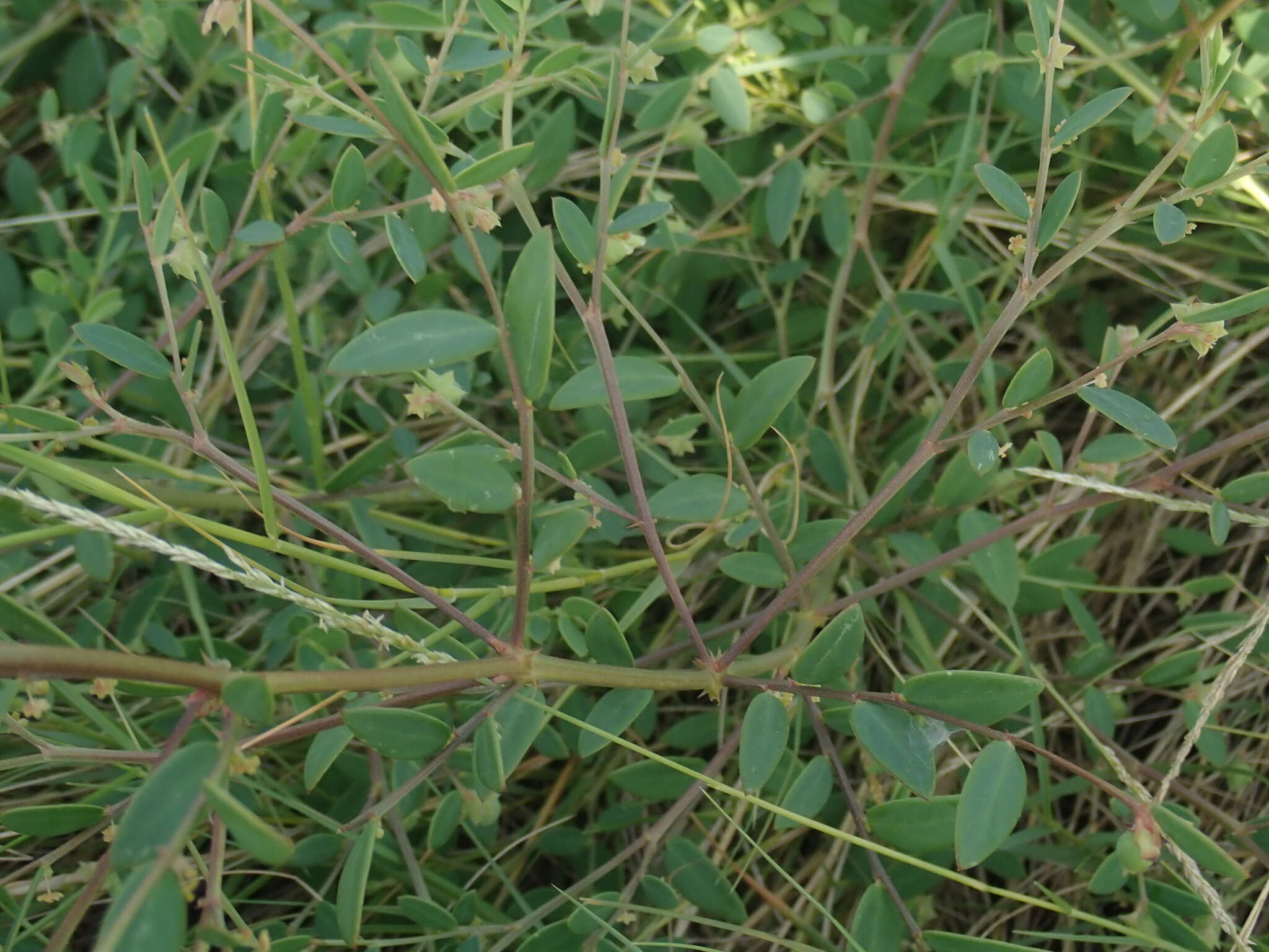 Image of Synostemon bacciformis (L.) G. L. Webster