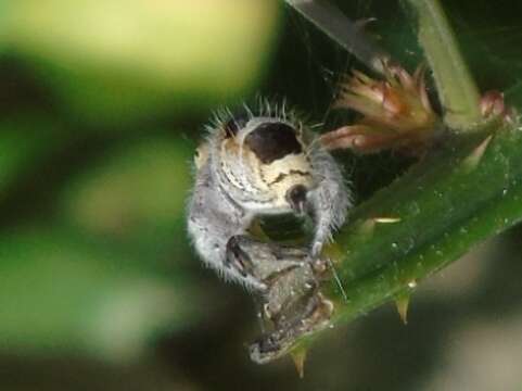 Image of Phidippus pacosauritus