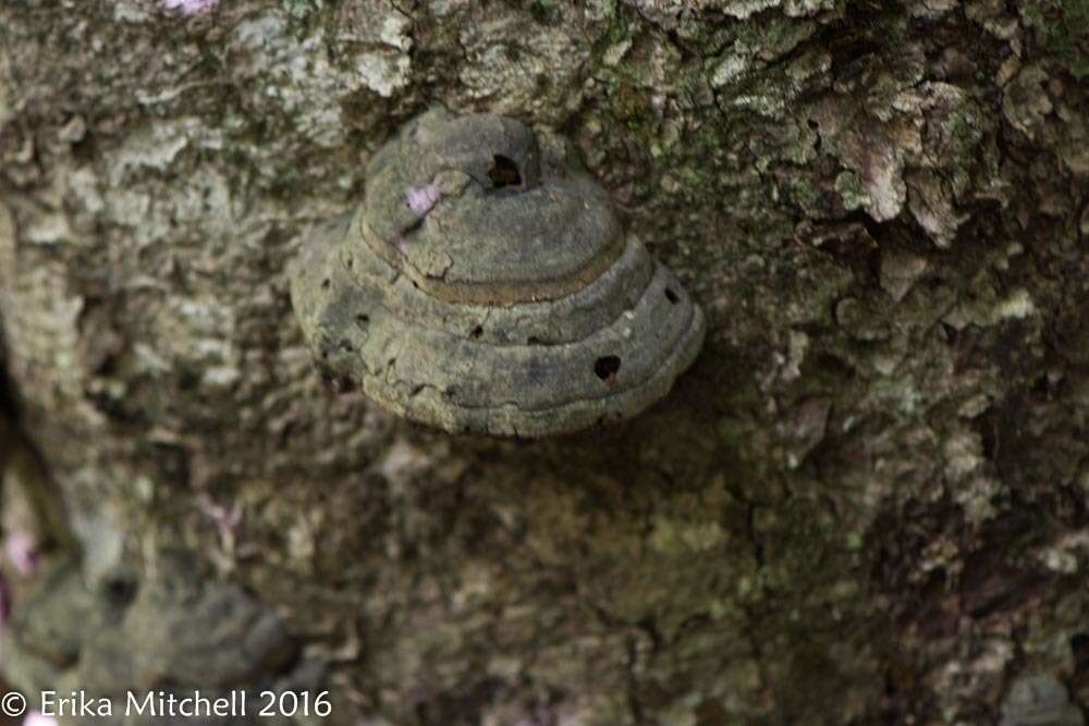 Image de Fomes fomentarius (L.) Fr.