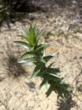 Image of Pityopsis aequilifolia