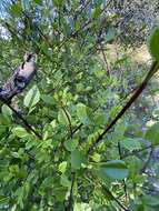 Image of California ash