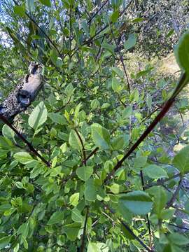 Image of California ash