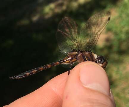 Image of Slender Baskettail