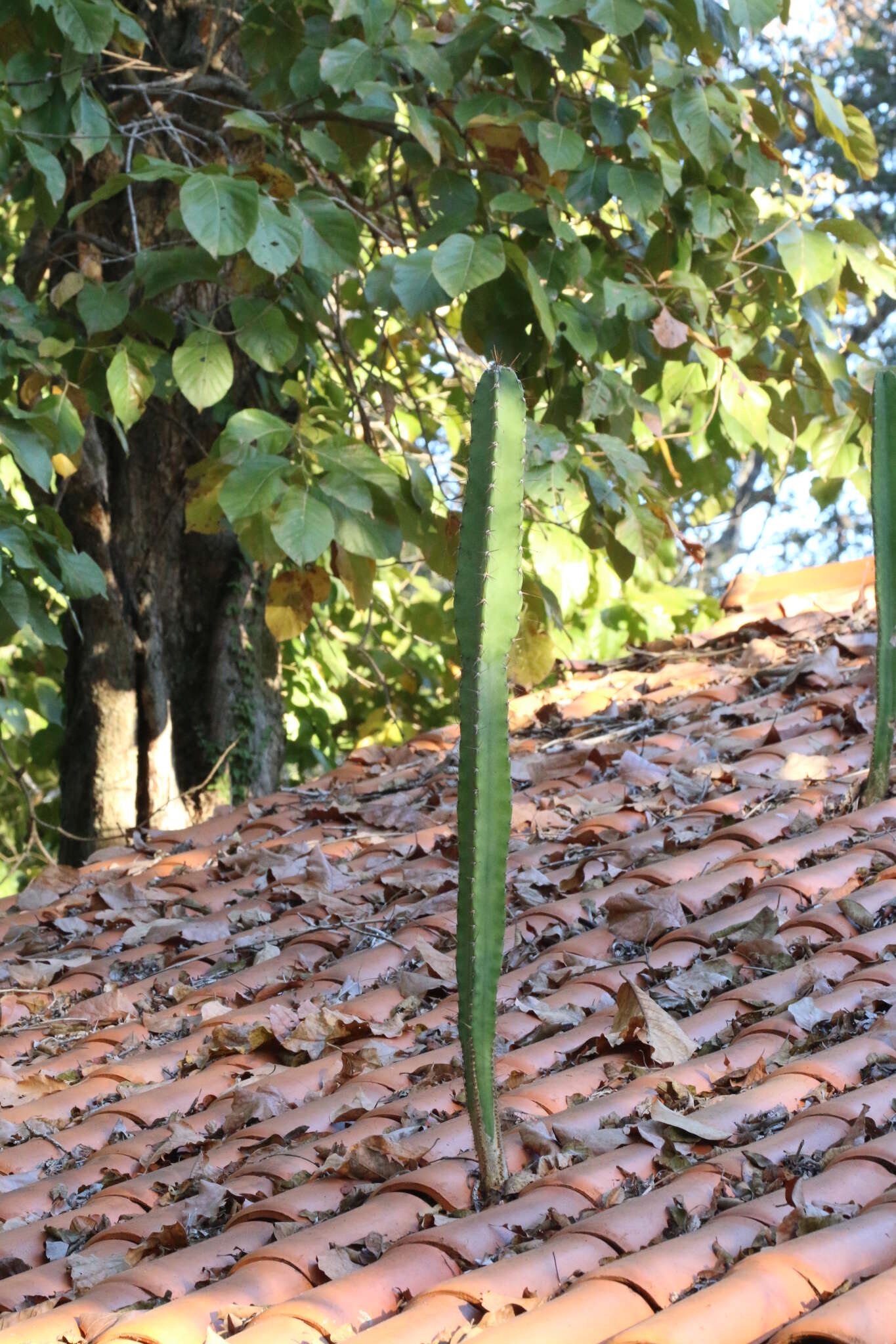 Image de Cereus bicolor Rizzini & A. Mattos