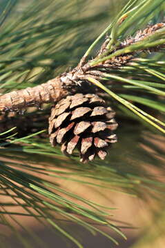 Image of Herrera's Pine