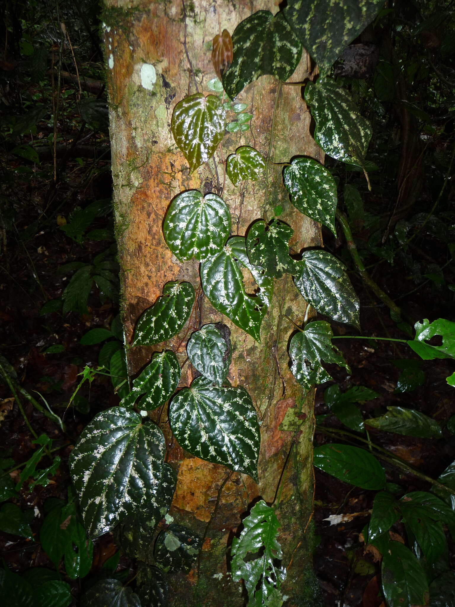 Слика од Piper porphyrophyllum N. E. Br.