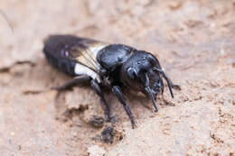 Image of Megachile disjuncta (Fabricius 1781)