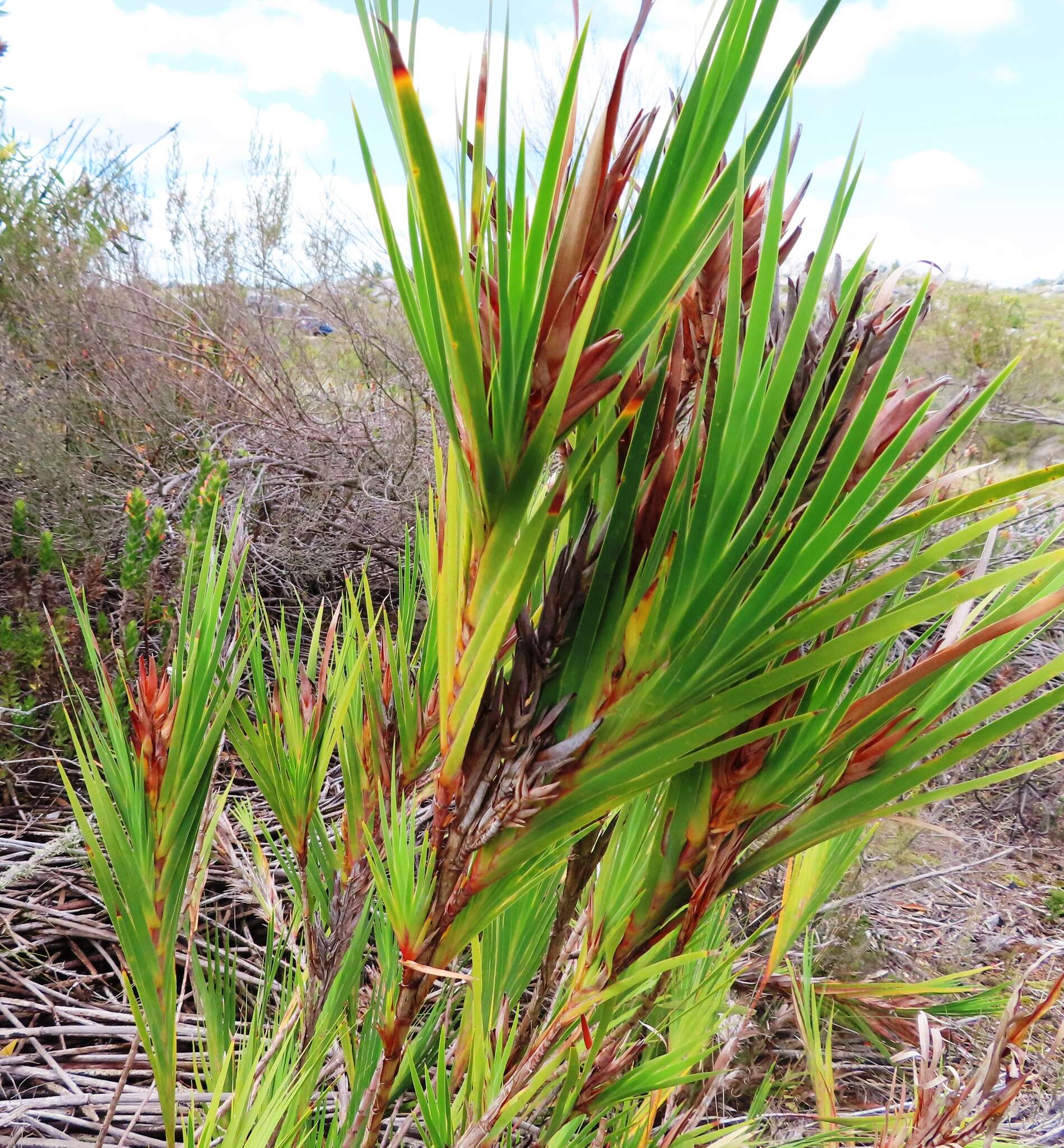 Image of Bokmakierie's tail