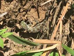 Image of Brazilian Steppe Iguana