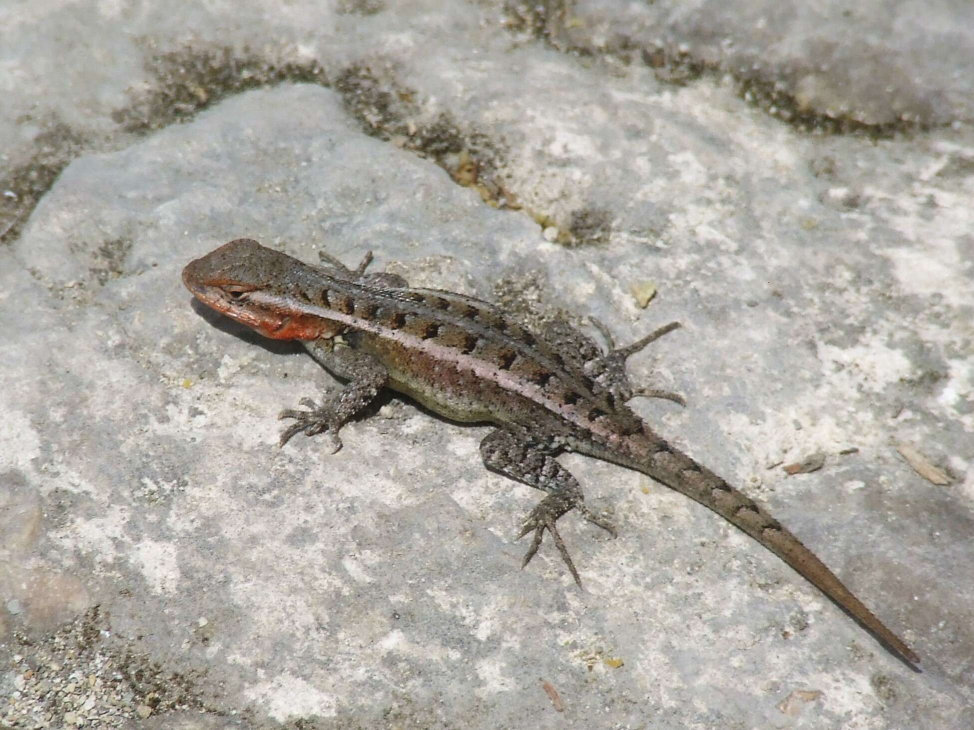 Image of Teapen Rosebelly Lizard