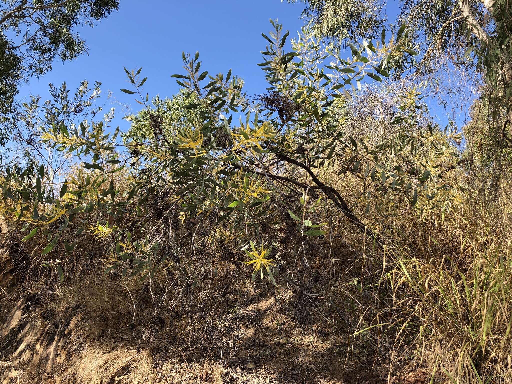 Слика од Acacia holosericea A. Cunn. ex G. Don