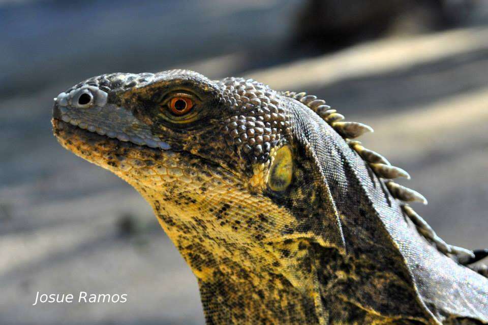 Image de Ctenosaura melanosterna Buckley & Axtell 1997