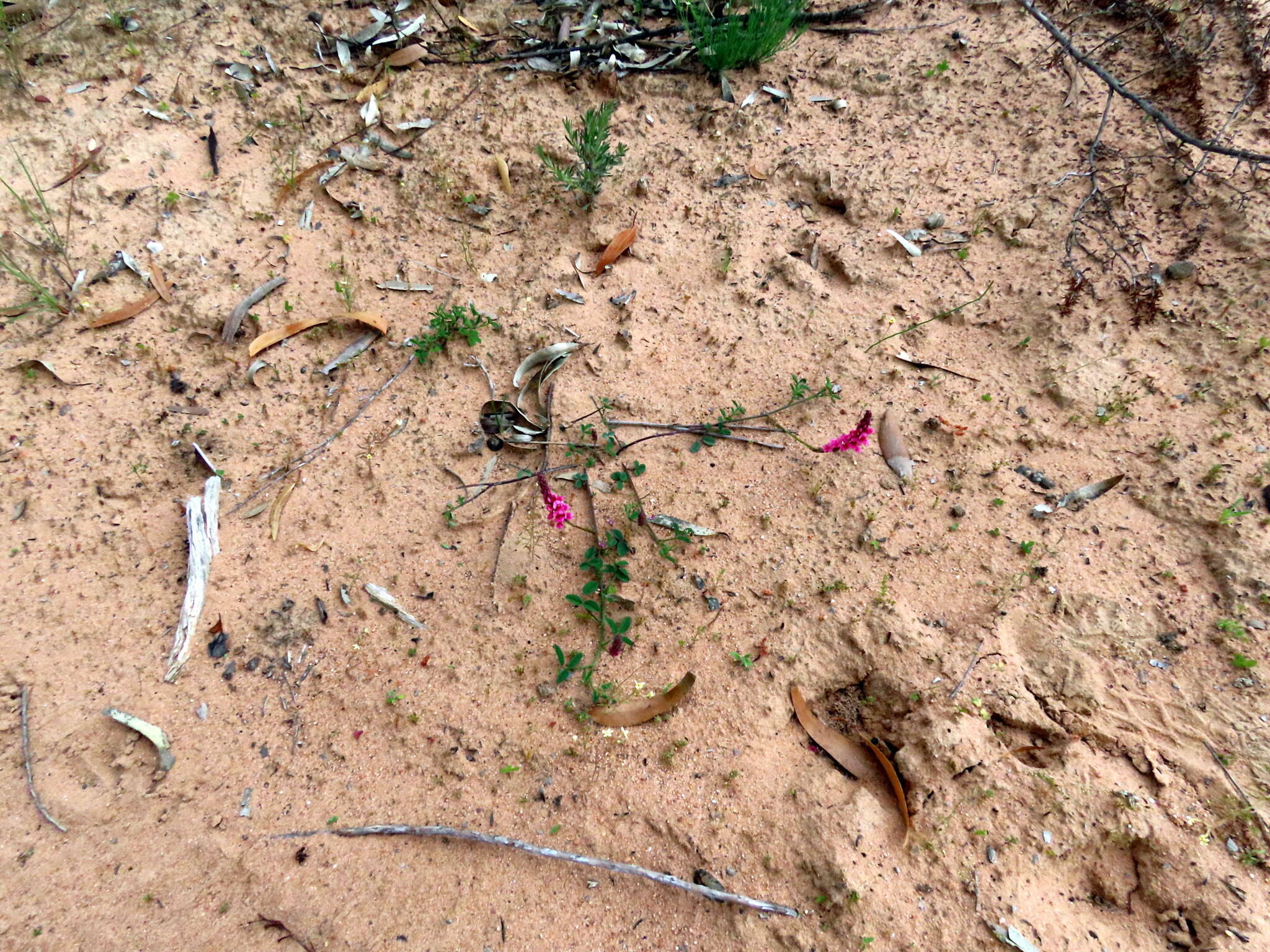 Image of Indigofera amoena Aiton