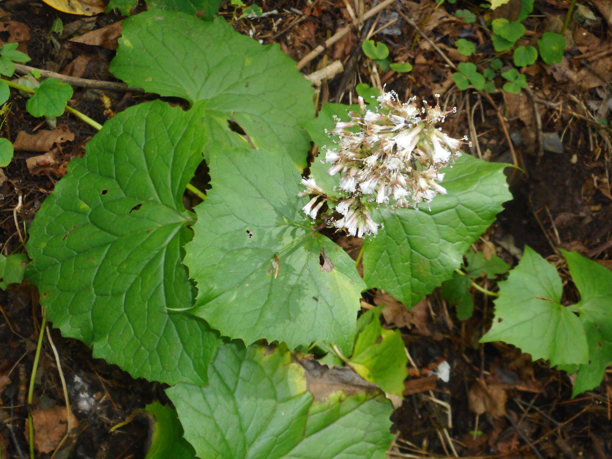 Image of Parasenecio praetermissus (Pojark.) Y. L. Chen