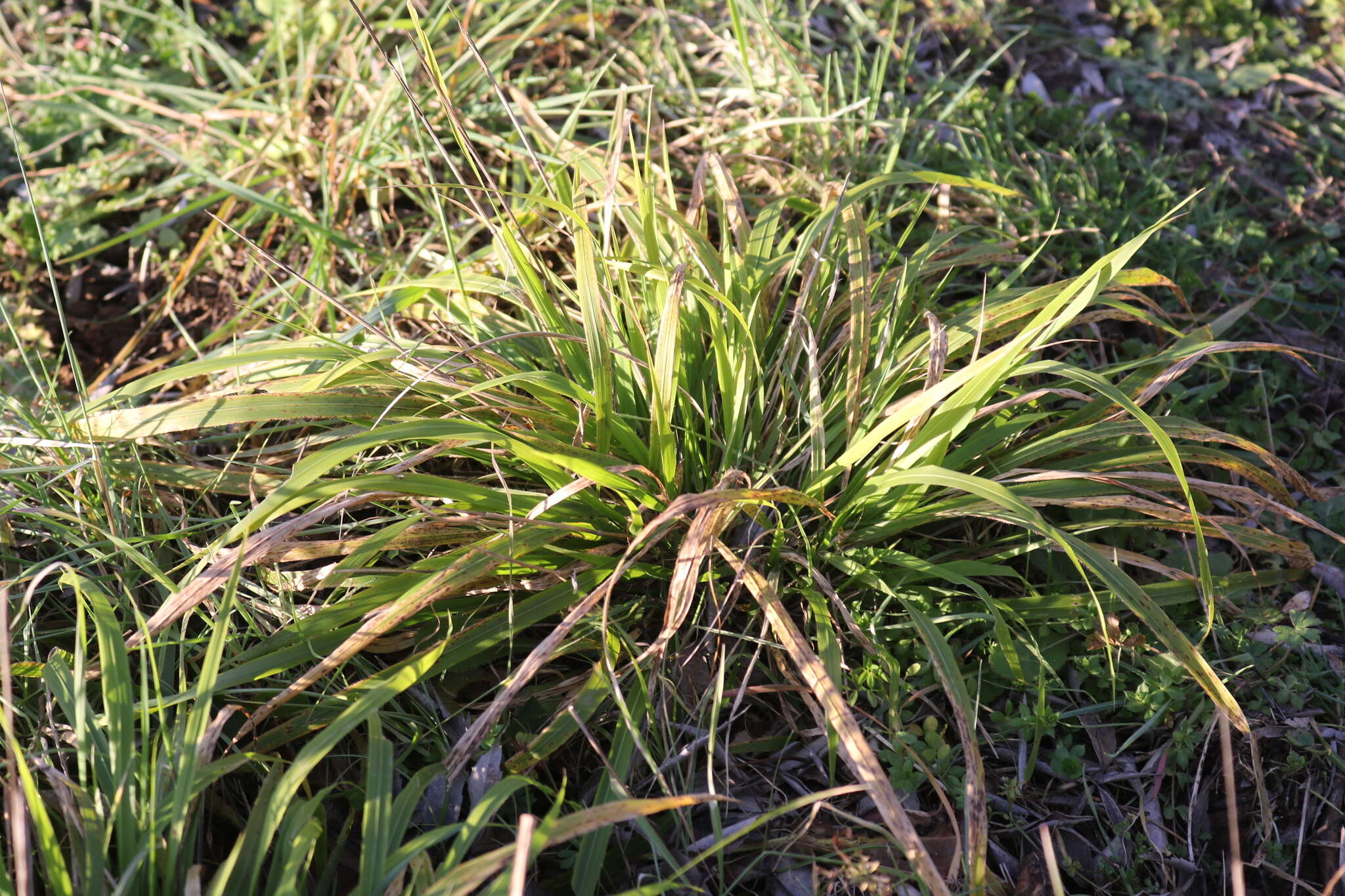 Brachypodium sylvaticum subsp. sylvaticum的圖片