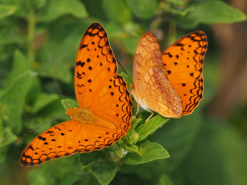 Image of Phalanta phalantha aethiopica Rothschild & Jordan 1903