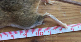 Image of white-ankled mouse