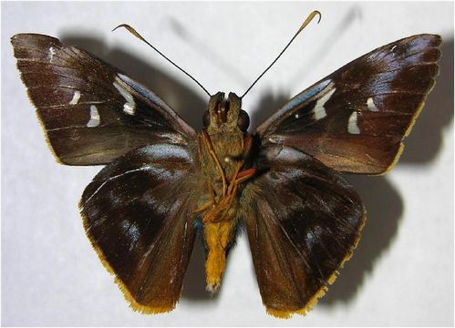 Image of <i>Perichares deceptus</i> Butler & Druce 1872