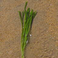 Image of Caulerpa filiformis