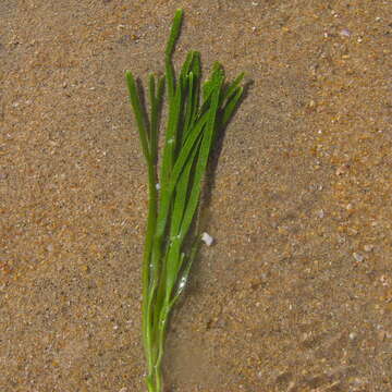 Caulerpa filiformis的圖片