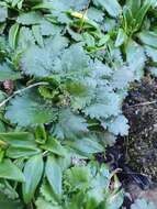 صورة Gunnera arenaria Cheesem. ex T. Kirk