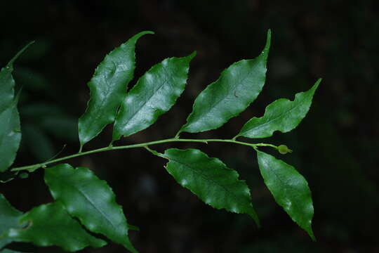 Image de Ilex arisanensis Yamam.