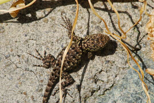 Image of Green Spiny Lizard