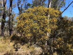 Image of Acacia ixiophylla Benth.