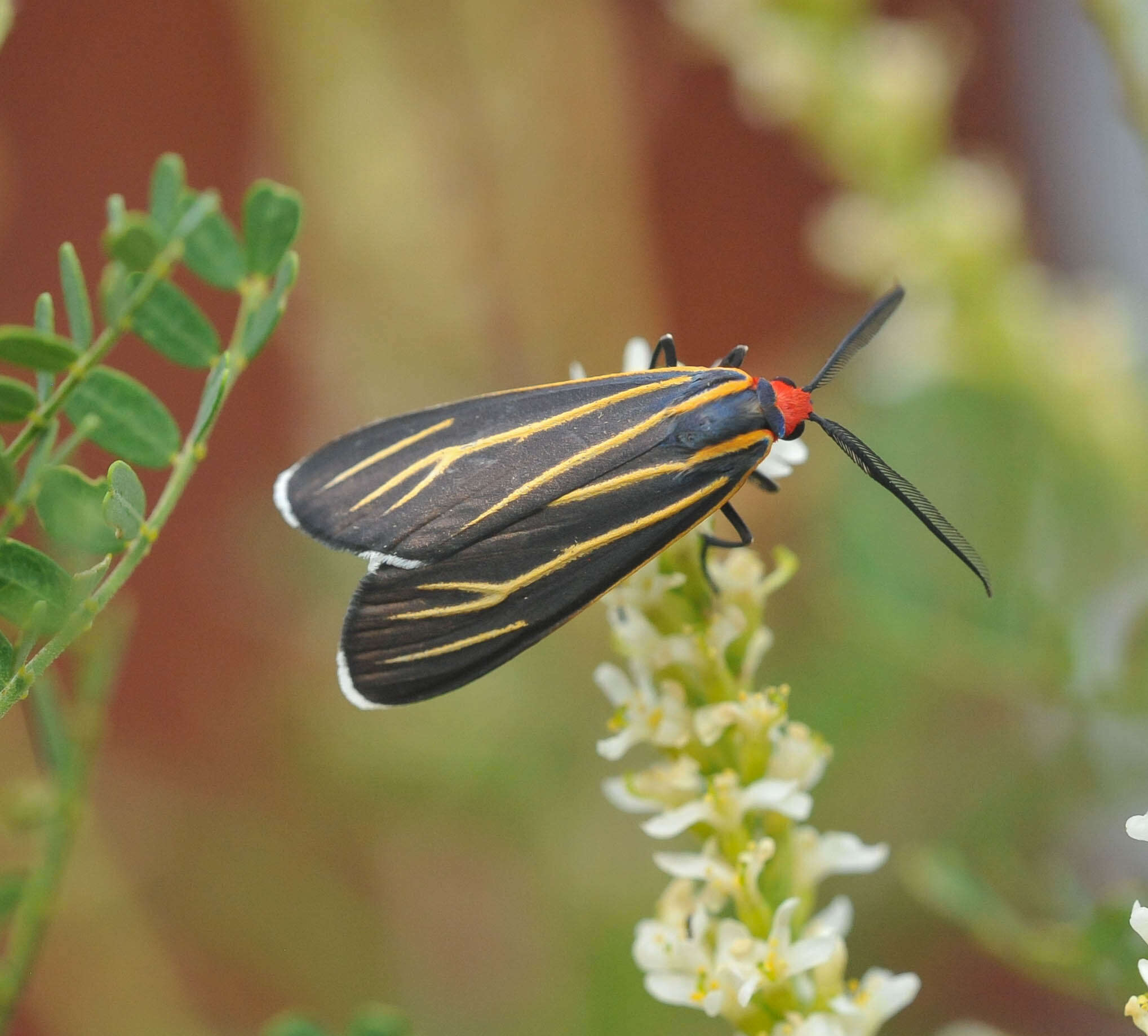 Imagem de Ctenucha venosa Walker 1854